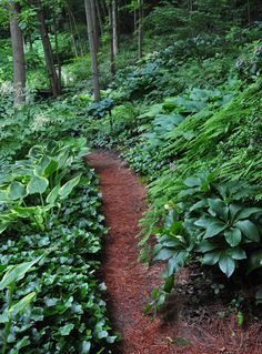 a path in the woods with lots of green plants