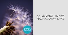 a dandelion with the words 50 amazing macro photography ideas on it's side