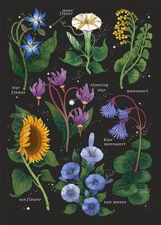 an illustration of different flowers and leaves