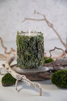 a moss covered candle sitting on top of a piece of driftwood next to some branches