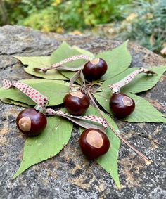 four chestnuts are on top of leaves and tied with twine, sitting on a rock in the woods