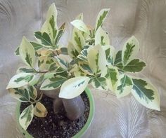 there is a small potted plant with green leaves on the top and black rocks below