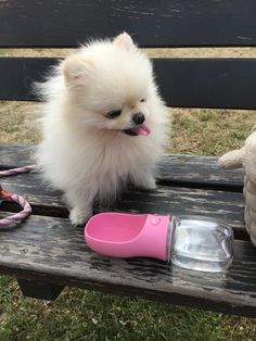 a small white dog sitting on top of a wooden bench next to a pink brush