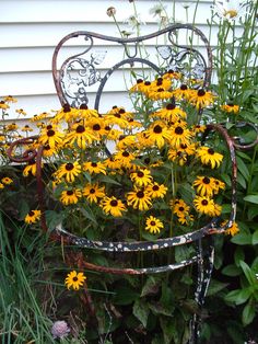 yellow flowers are growing in an old chair