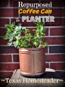 a potted plant sitting on top of a wooden table