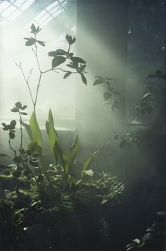 the sun shines through the mist and leaves