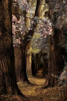 an image of a path in the woods that is surrounded by trees with leaves on them