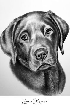 a black and white drawing of a dog