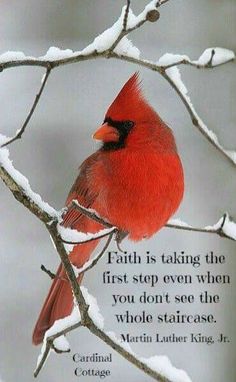 a cardinal perched on a tree branch with a quote from martin luther king about faith