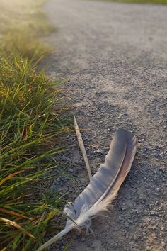 a feather laying on the ground next to some grass