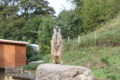 a meerkat standing on top of a rock in front of a wooden structure