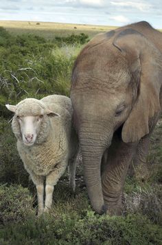 an elephant standing next to a sheep on a lush green field