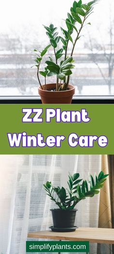 Prepare your ZZ plant for the winter chill with expert care tips. Discover how to nurture your ZZ plant during the colder months and ensure its well-being all year round. Winter can be a tough season for indoor plants due to factors such as low humidity, temperature changes, and reduced sunlight. Follow these tips to help your houseplants stay healthy and vibrant during the winter months. Winter Plant Care - indoor Gardening - Houseplant Tips - ZZ Plant Care | House Plants Indoor Zz Plant Care, Zz Plants, Indoor Planting, Zamioculcas Zamiifolia, Light Temperature, Winter Care, Plant Parent, Zz Plant, Plants Indoor