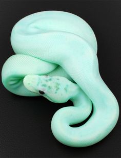 a green and white snake is curled up