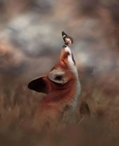 a fox looking up at a butterfly on its head