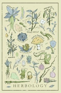 an illustration of various plants and flowers on a white background with the words herbology