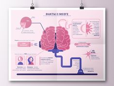 a pink poster with information about the human brain