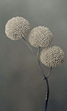 three white flowers on a branch with water in the backgrounnd and dark background