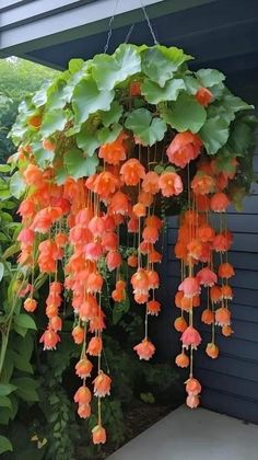 an orange flower hanging from the side of a house