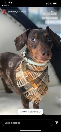 a small dog wearing a scarf and looking at the camera with an instagram message