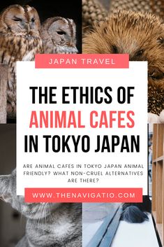 an animal cafe in tokyo japan with text overlaying the image