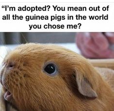 a guinea pig with the caption i'm adopted you mean out of all the guinea pigs in the world you chose me?