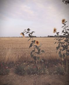 the sunflowers are blooming in an open field