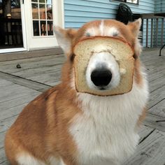 a corgi dog with a piece of bread in it's mouth sitting on a deck