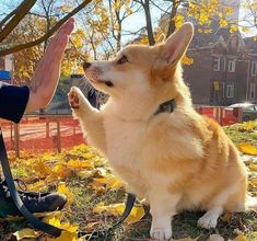 a small dog sitting on top of leaves next to a person holding his hand out