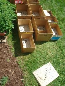 several wooden boxes with holes in them sitting on the ground next to some plants and dirt