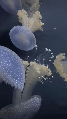 several jellyfish floating in the water near each other