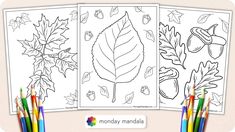 three coloring pages with leaves and acorns on them