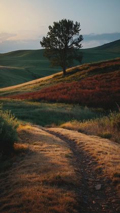 a lone tree stands in the middle of a grassy field at sunset, with rolling hills behind it