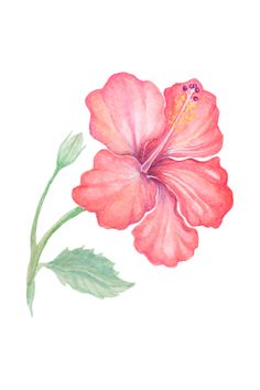 a watercolor painting of a pink flower