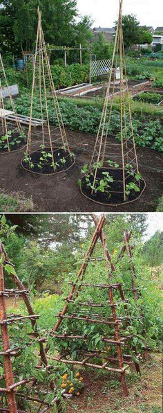 the garden is made out of bamboo sticks and has tomatoes growing on them, as well as tomato plants