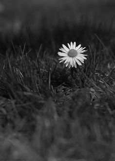 black and white photograph of a single flower in the middle of grassy area with dark background