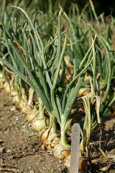 some onions are growing in the dirt and ready to be picked by someone else with a knife