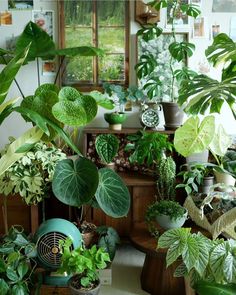 a room filled with lots of green plants and potted plants on top of each other