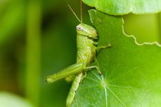 a close up of a grasshopper on a leaf