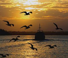 birds flying over the water at sunset with a boat in the distance and sun setting