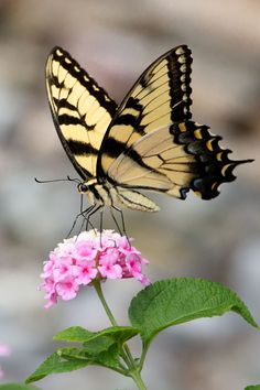 a yellow and black butterfly sitting on top of a pink flower