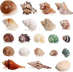 a group of sea shells on a white background