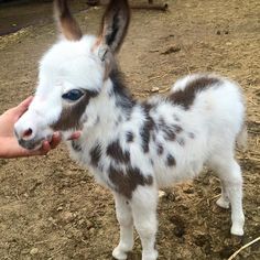 a small white and brown spotted animal being held by someone's hand in the dirt