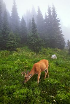 a deer grazing on grass in the middle of a forest with foggy trees behind it