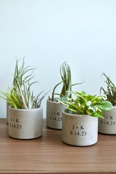 three cement pots with plants in them on a table