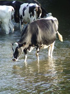 several cows are standing in the shallow water