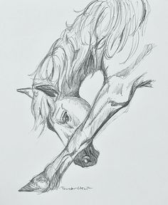 a pencil drawing of a horse with its head in the air and it's tail sticking out