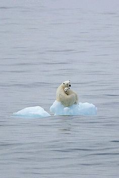 a polar bear sitting on top of an iceberg in the water with a quote above it