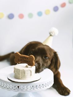 a brown dog laying next to a white cake with a bone on it's top