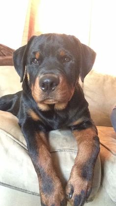 a black and brown dog laying on top of a couch